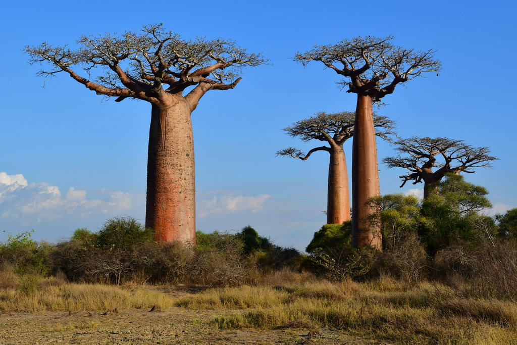 Baobab Alley, Morondava